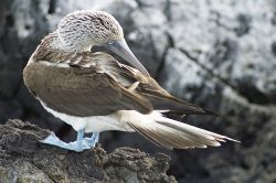 Blue footed Booby, Galapagos, 2006, Nikkor 300mm. by Chris Wildblood 